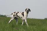 DOGUE ALLEMAND 490